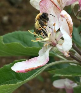 Bee 1 11-05-2017 (2)